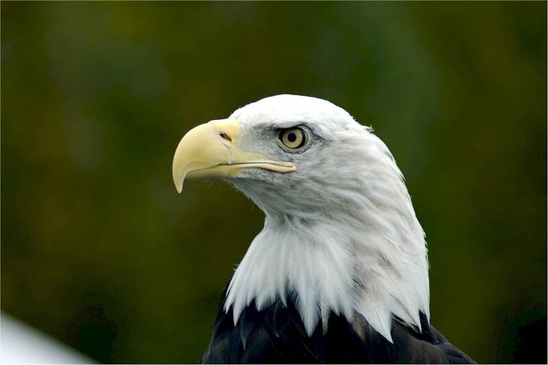 bald-eagle-529071_960_720-standard.jpg
