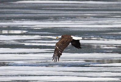 bald-eagle-888018_960_720-standard.jpg