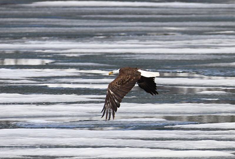 bald-eagle-888018_960_720-standard.jpg
