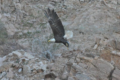 bald-eagle-948961_960_720-standard.jpg