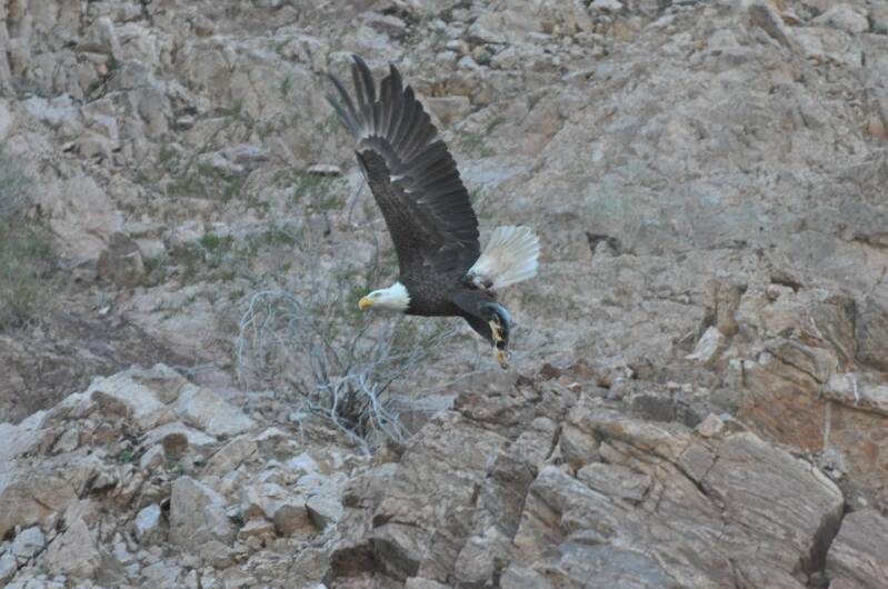 bald-eagle-948961_960_720-standard.jpg