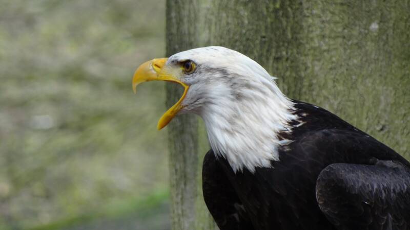 bald-eagles-44243_960_720-standard.jpg