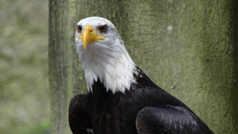bald-eagles-44246_960_720-standard.jpg