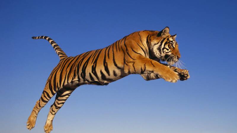 bengal-tiger-sky_1920x1080.jpg