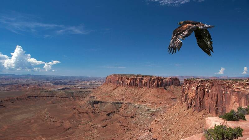 bird_cliff_predator_flight_91622_1920x1080-standard.jpg