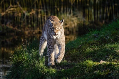 bobcat-1151874_960_720-standard-cffhwr.jpg