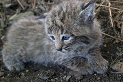 bobcat-1622664_960_720-standard.jpg