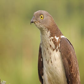 bondree-apivore2-standard-hb5pyr.jpg