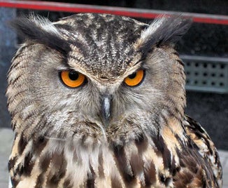 bubo-bubo-2-standard.jpg