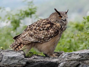 bubo-bubo-6-standard.jpg