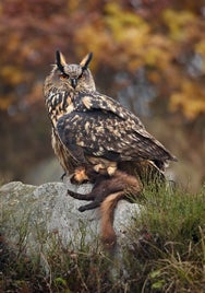 bubo_bubo_1_-martin_mecnarowski-standard.jpg
