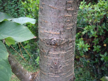 camouflage_papillon-standard.jpg