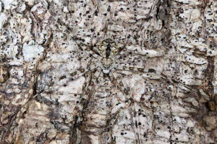 camouflaged-animals-26-standard.jpg