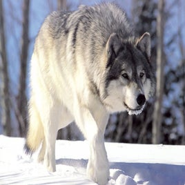 canis_lupus_265b-standard.jpg