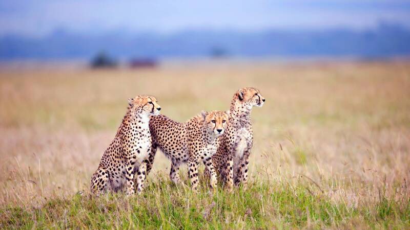 cheetahs_field_grass_three_predators_57921_1920x1080-standard.jpg