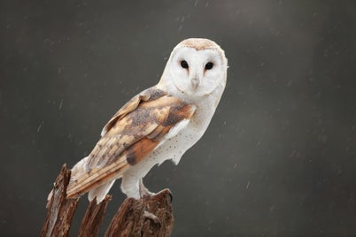 chouette-effraie-02-chouette-et-hibou-fr_-standard.jpg