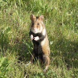 cricetus-debout-standard-kscoo7.jpg