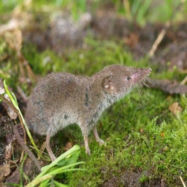 crocidura-russula-5-huisspitsmuis-saxifraga-rudmer-zwerver-standard.jpg