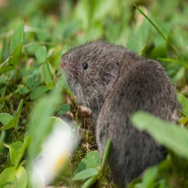 dk-20110529-0407-ondergrondse-woelmuis-pytimys-subterraneus-standard.jpg
