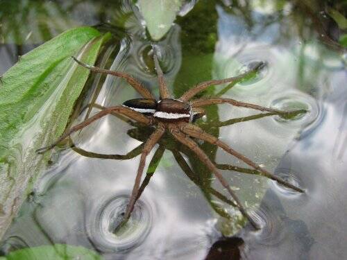 dolomedes_fimbriatus-standard.jpg