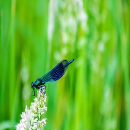 dragonfly-1030840_960_720-standard.jpg