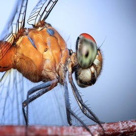 dragonfly-1122445_960_720-standard.jpg