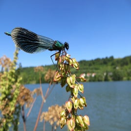 dragonfly-1222282_960_720-standard.jpg
