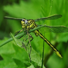 dragonfly-122787_960_720-standard.jpg