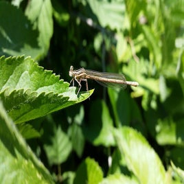 dragonfly-1409370_960_720-standard.jpg
