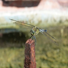 dragonfly-1509305_960_720-standard.jpg