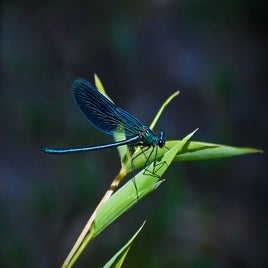 dragonfly-1543439_960_720-standard.jpg