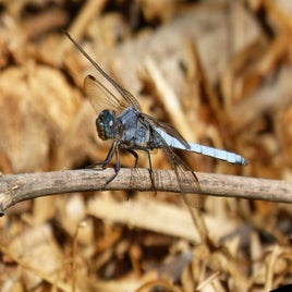 dragonfly-1683573_960_720-standard.jpg