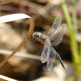 dragonfly-1791321_960_720-standard.jpg