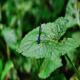 dragonfly-1812313_960_720-standard.jpg