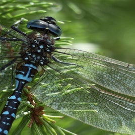 dragonfly-184162_960_720-standard.jpg