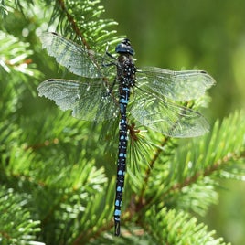 dragonfly-184165_960_720-standard.jpg