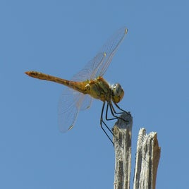dragonfly-2046257_960_720-standard.jpg