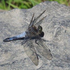 dragonfly-2100300_960_720-standard.jpg