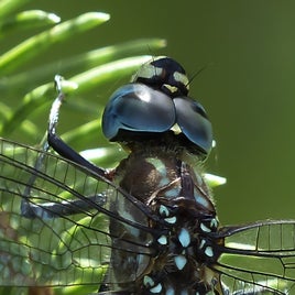 dragonfly-216058_960_720-standard.jpg