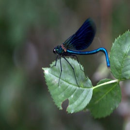 dragonfly-2351892_960_720-standard.jpg