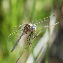 dragonfly-2395280_960_720-standard.jpg