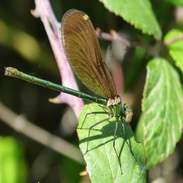 dragonfly-2426470_960_720-standard.jpg