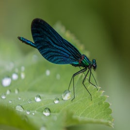dragonfly-2441580_960_720-standard.jpg