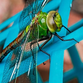 dragonfly-441624_960_720-standard.jpg