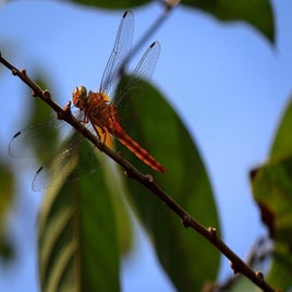 dragonfly-74532_960_720-standard.jpg