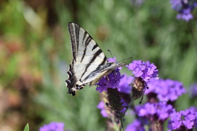 dsc_0028-standard-1a6xuu.jpg