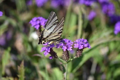 dsc_0037-standard-uabm66.jpg