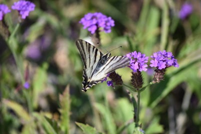 dsc_0039-standard-zw6kwk.jpg