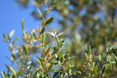 dsc_0054-standard-6rbxcr.jpg