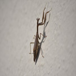dsc_0555-standard-meaq0h.jpg